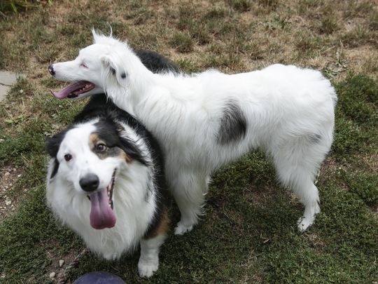 Two dogs - Blind & Deaf Dog Shows Power of the Nose - PAW5