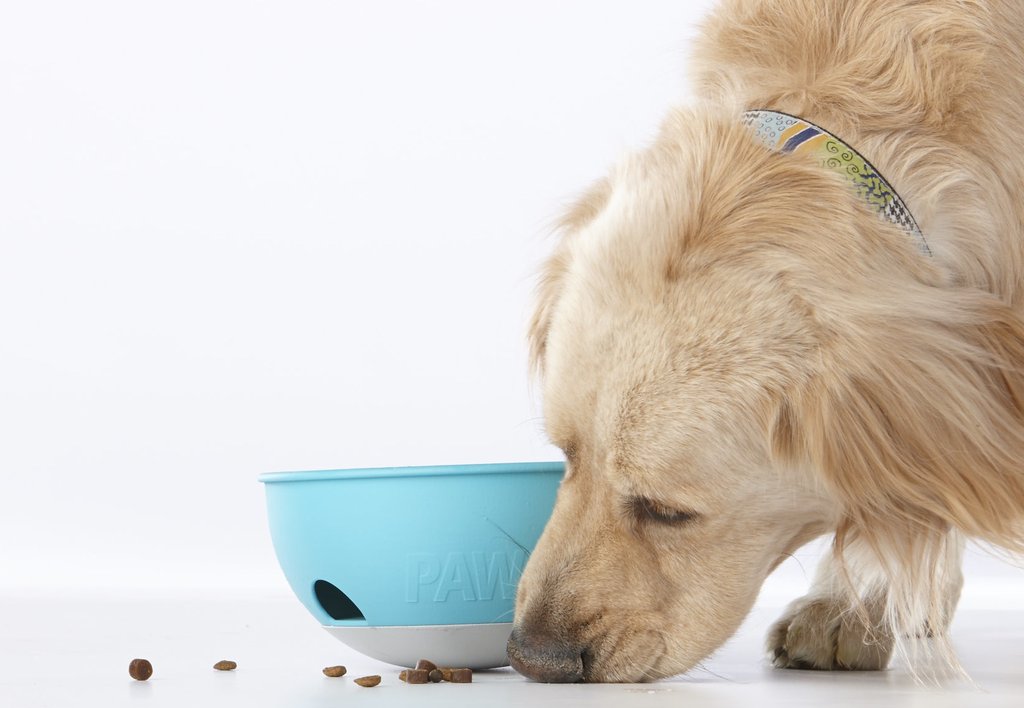 Dog with bowl - How many times a day should I feed my dog? - PAW5