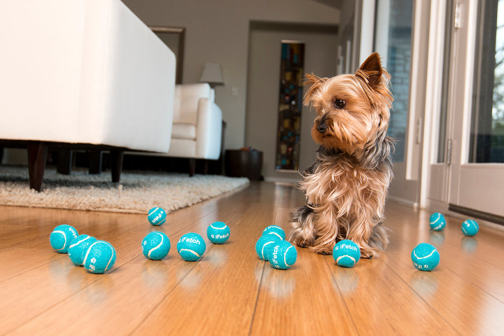 Dog with balls - Free Games to Keep Your Dog’s Mind Sharp - PAW5