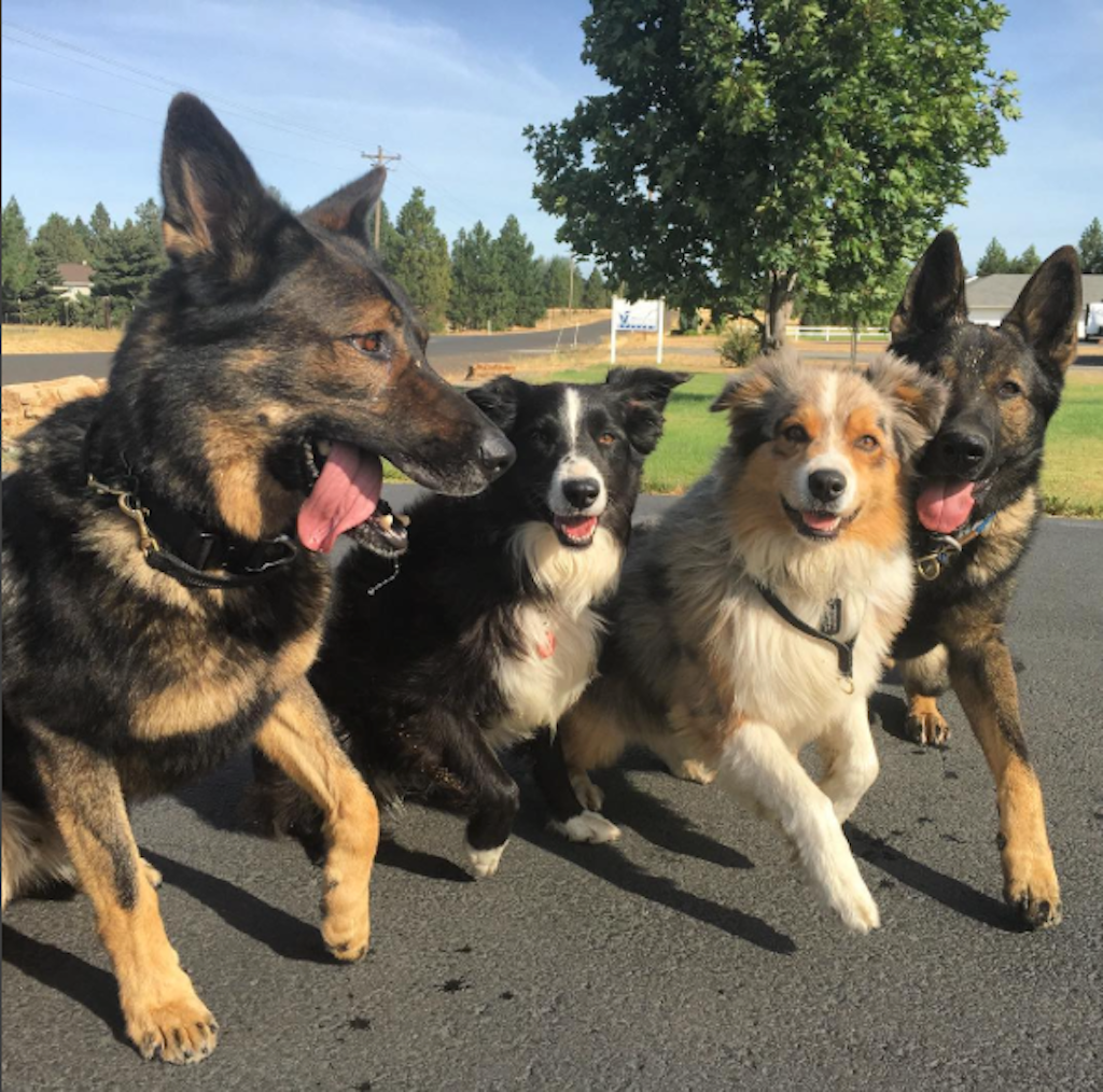 Row of dogs - The Best Instagram Advice on (Almost) Every Topic - PAW5