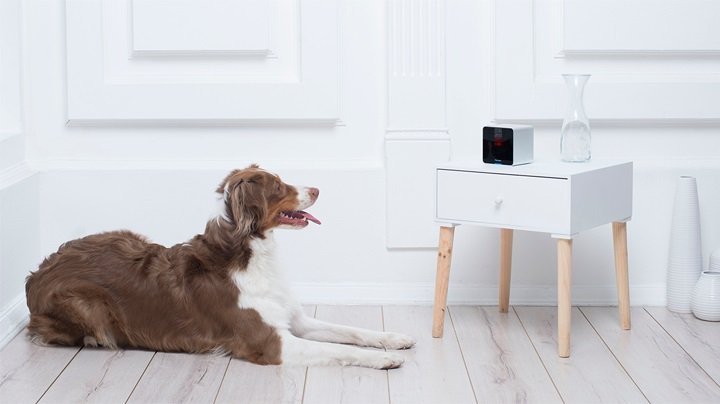 Dog resting - The Tech Products That Will Make Your Dog’s Day - PAW5