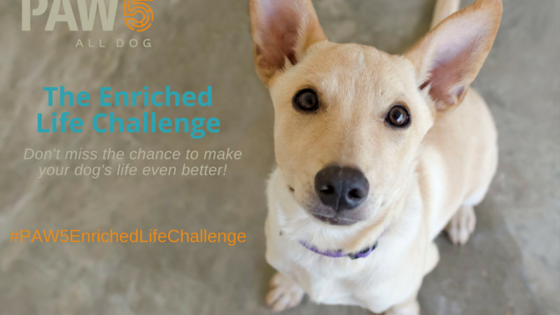 Here’s an Enrichment Challenge That Will Make Your Dog’s Life Awesome! - PAW5