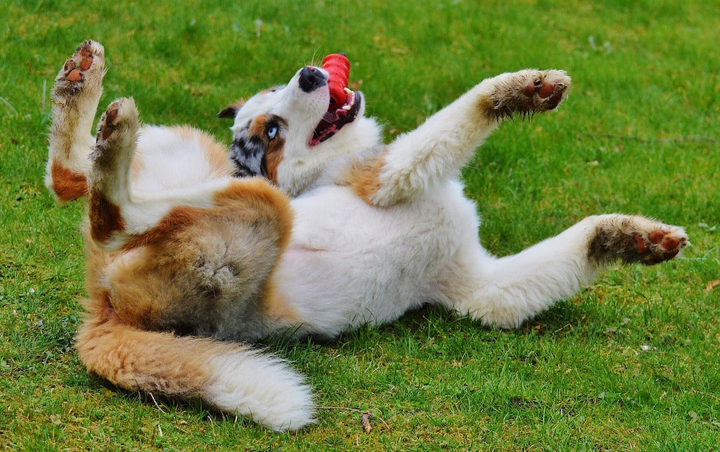 Dog rolling on grass - How to Pick the Right Toy for Your Dog - PAW5
