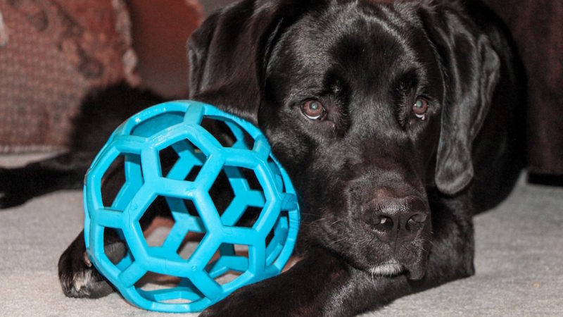 Dog with big ball - 4 Reasons Solo Play Is Important for Your Dog - PAW5