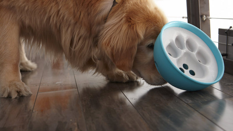 Dog playing bowl - Are Food Puzzles for Dogs Mean? - PAW5