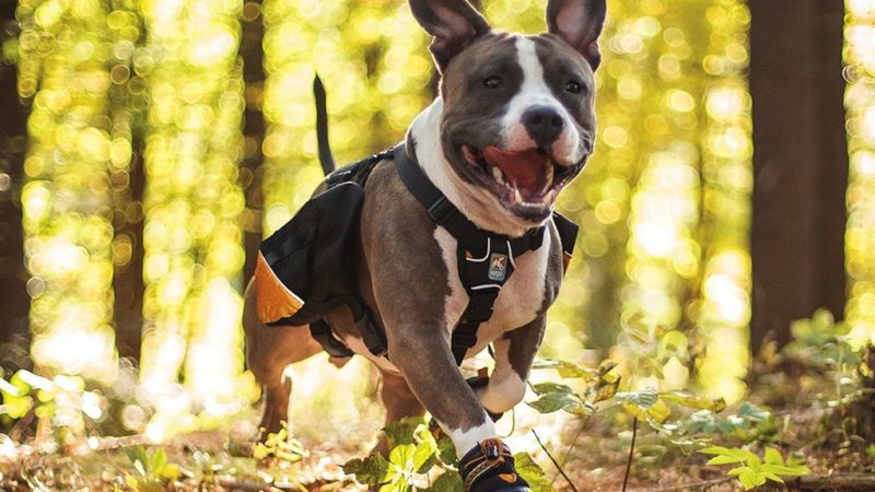 Dog running - 5 Jobs Your Dog Will Love To Do! - PAW5