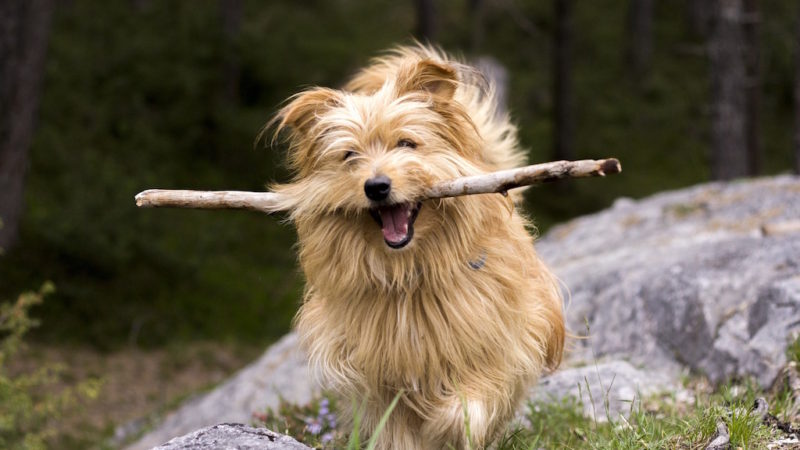 Dog with stick in mouth - 3 Fun Yard Games to Play with Your Pup - PAW5