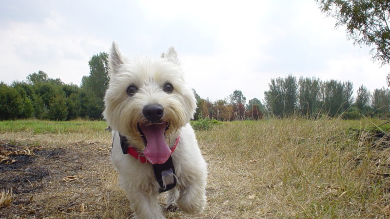 Dog running - Social Outings Perfect for You and Your Dog - PAW5