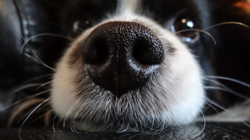 Dog nose closeup - An Ode to the Dog Nose - PAW5