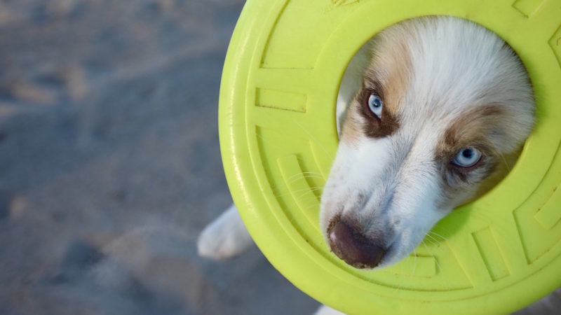 Dog closeup - Inspiring Disc and Dock Dogs (and Why They Love the Game) - PAW5