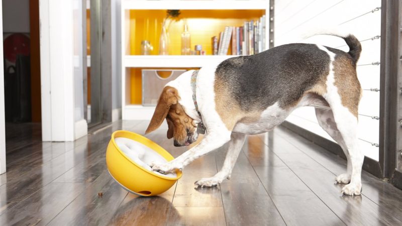 Dog with bowl - You Must Teach Your Dog to Do a Food Puzzle – Here’s How - PAW5
