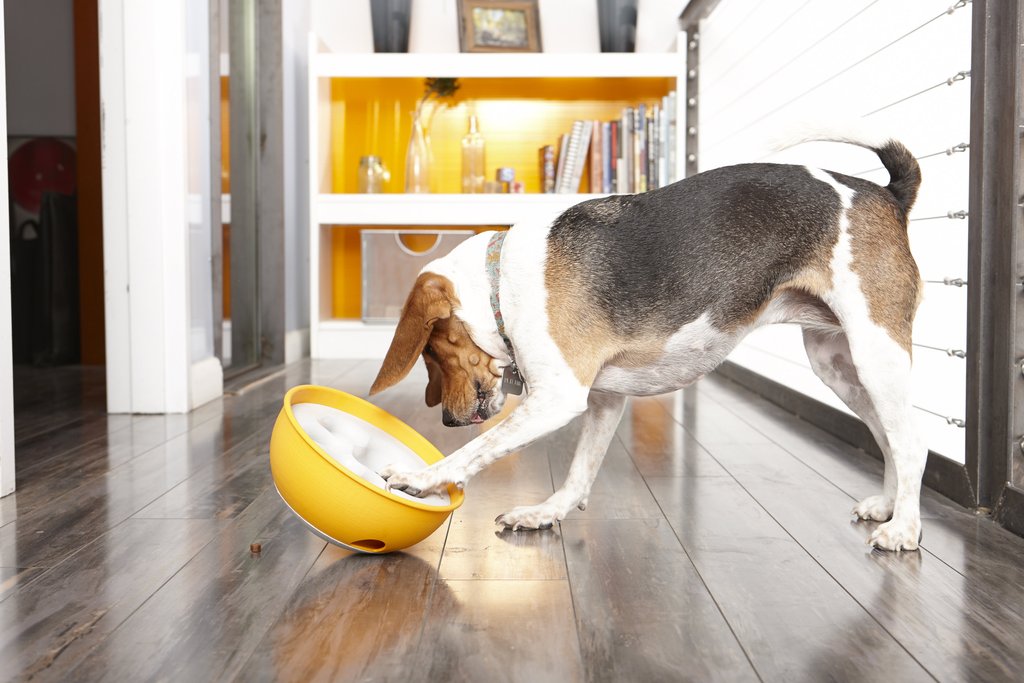 Dog playing with bowl - Zero Waste – Say What? How the Rock N’ Bowl is Saving the World - PAW5