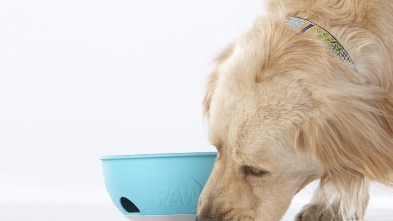 Dog brushing against bowl - 5 Ways Environmental Enrichment Will Make Your Dog’s Life Better - PAW5