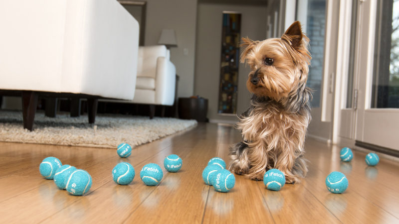 Dog playing with balls - Introducing the Third Category of Enrichment: Toys and Puzzles - PAW5