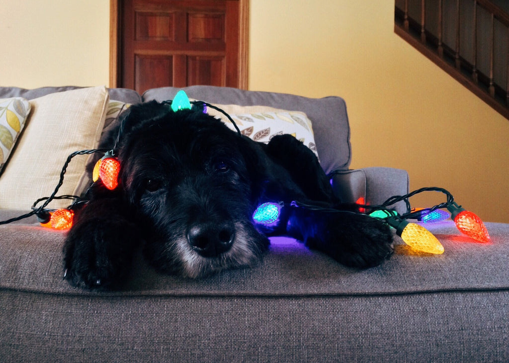 Dog wrapped in holiday lights - Staying Calm During the Holidays – Use Your Nose - PAW5