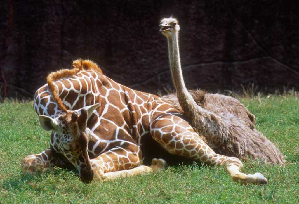 Giraffe and ostrich on grass - Enrichment Programs for Animals in Zoos & Aquariums - PAW5
