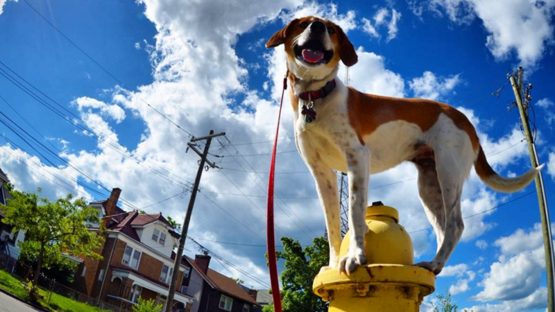 Dog on fire hydrant - Enrichment Instagram Stars You Should Follow - PAW5