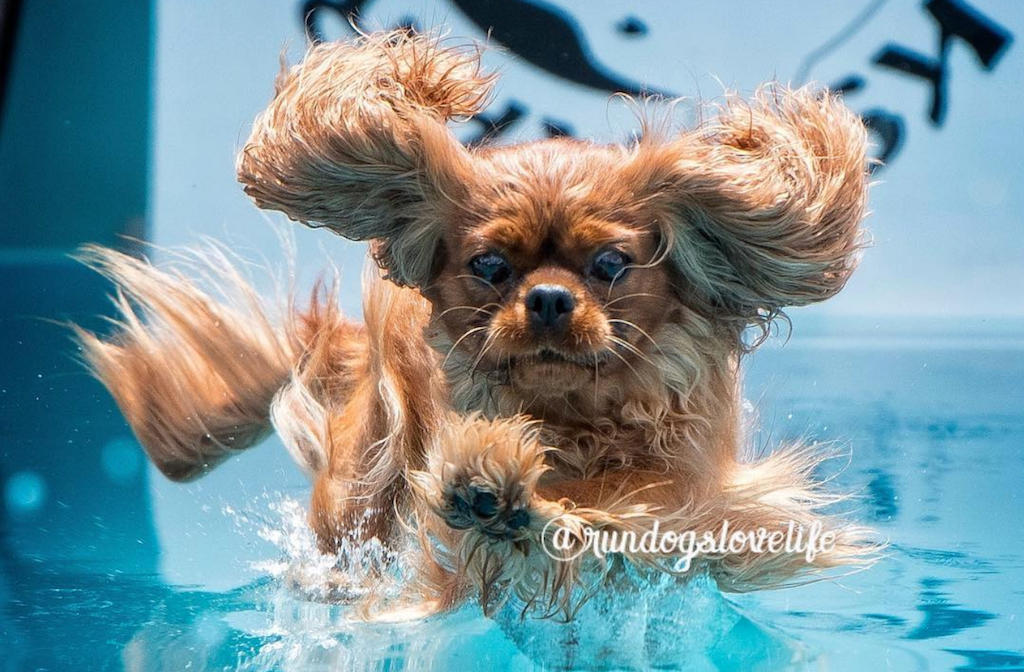 Dog swimming - Incredible Sports Dogs on Instagram - PAW5