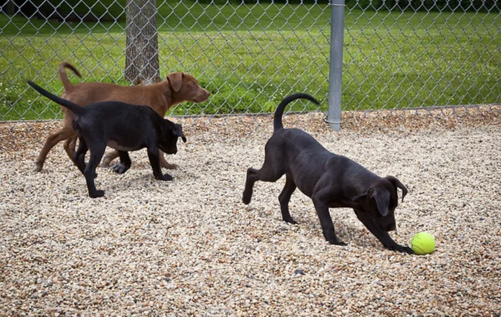 Dogs playing with ball - Awesome Enrichment Programs at Animal Shelters and Rescues - PAW5