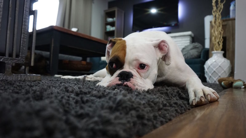 Bulldog resting - Environmental Enrichment can Cure Your Dog’s Bad Behavior - PAW5