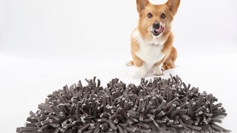 Dog with snuffle mat - Even Dogs Appreciate a Good Challenge! - PAW5