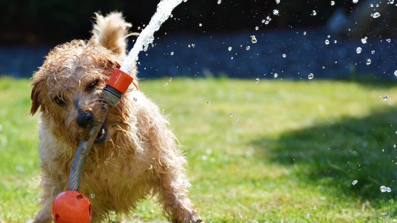 Dog playing with hose - Introducing the Fourth Category of Enrichment: Environmental - PAW5