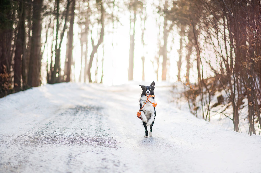 Dog running along snowy road - Indoor and Outdoor Winter Fun for Dogs - PAW5