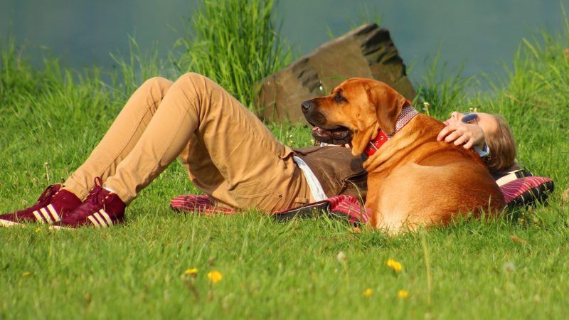 Man with dog on grass - More than a Product: How PAW5 Makes a Difference - PAW5