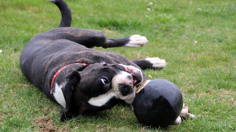 Dog chewing ball - Looking to Enrich Your Dog’s Life? 6 Things to Consider. - PAW5