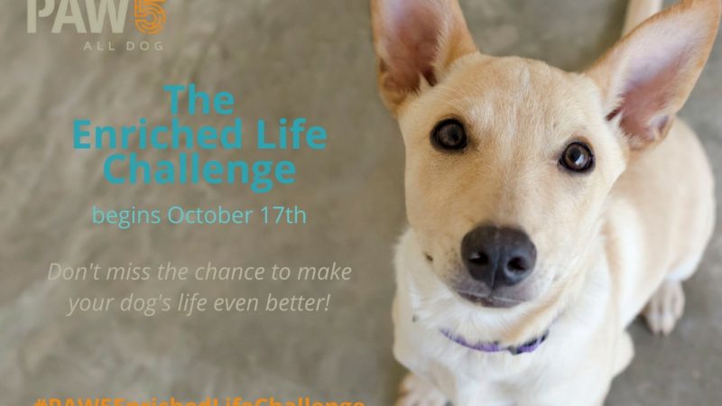 Dog closeup - Announcing the PAW5 Enriched Life Challenge for Your Dog! - PAW5