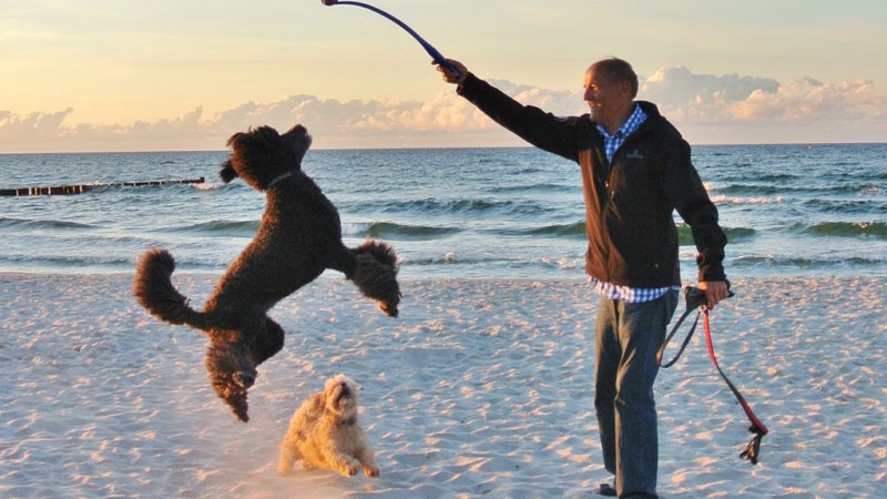 Dog jumping with toy - 4 Reasons You and Your Dog Should Get Your Game On! - PAW5