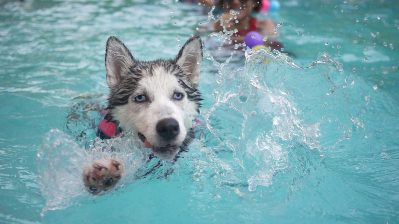 Dog swimming - Water Games for Swimming Pups - PAW5