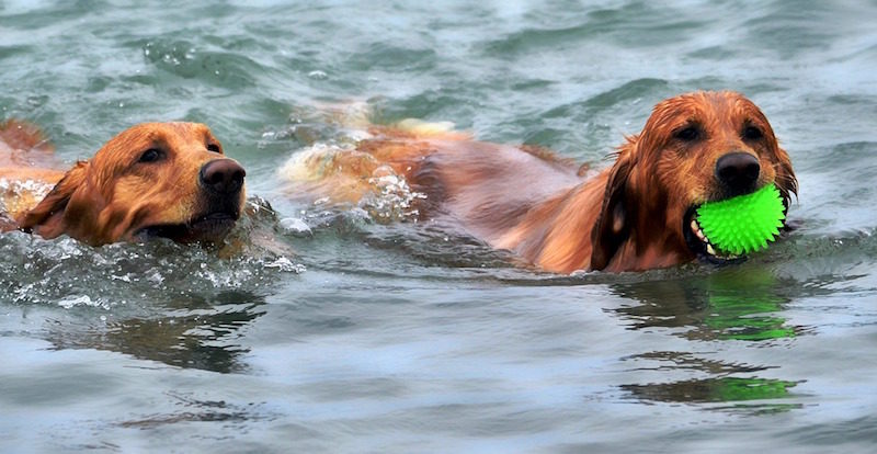 Dogs swimming - Enrichment Lessons: 5 Steps to Teach Your Dog to Swim - PAW5