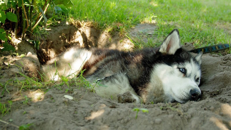 Husky dog resting - Introducing the First Category of Enrichment: Sensory - PAW5