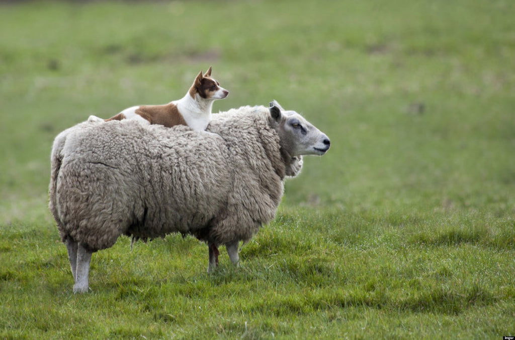 Dog on sheep - Your Dog is Smarter (and Easier to Train) Than You Think! - PAW5