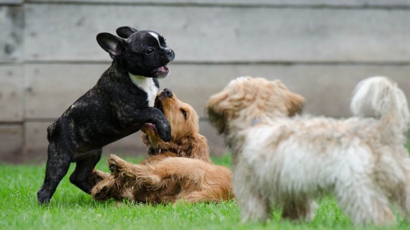 Group of dogs playing - Four Enriching Benefits of Doggie Daycare - PAW5