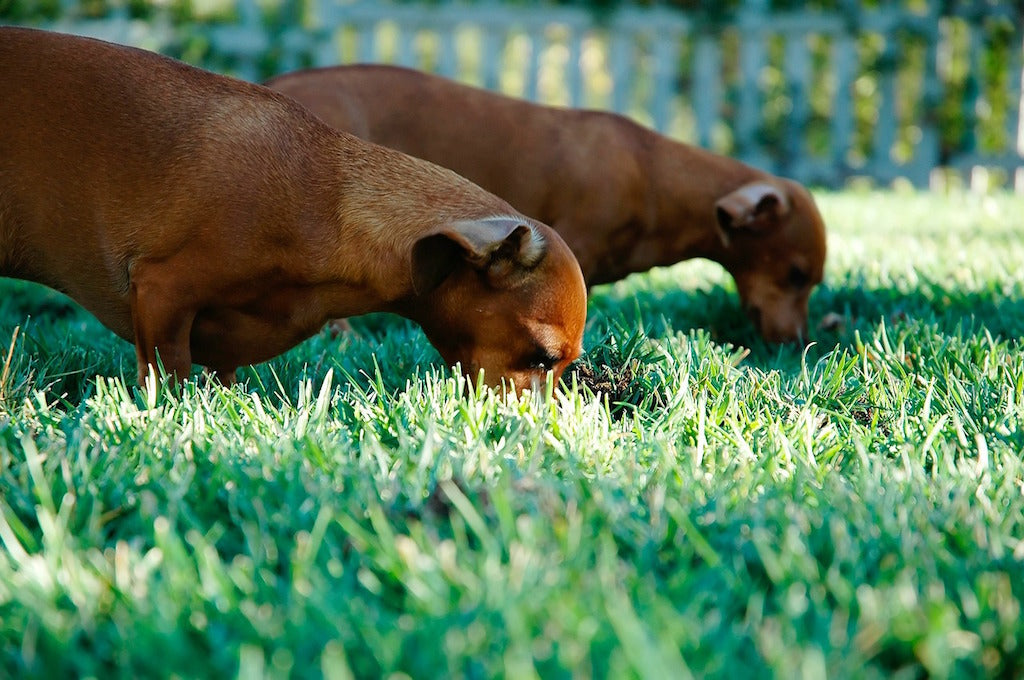 Two dogs looking in grass - Dining al Fresco: A Dinner Treat for Your Dog - PAW5