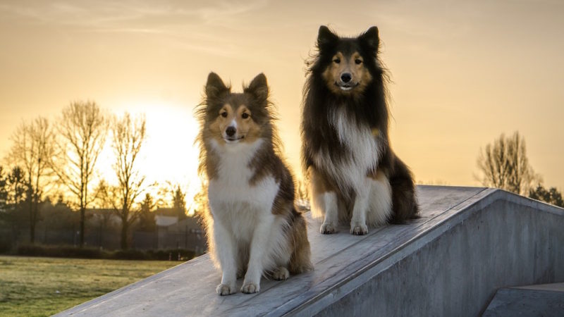 Dogs on roof - Introducing the Sixth Category of Enrichment: Training - PAW5