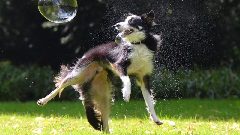 Dog playing with bubbles - Why Mental Exhaustion is Good for Your Dog - PAW5