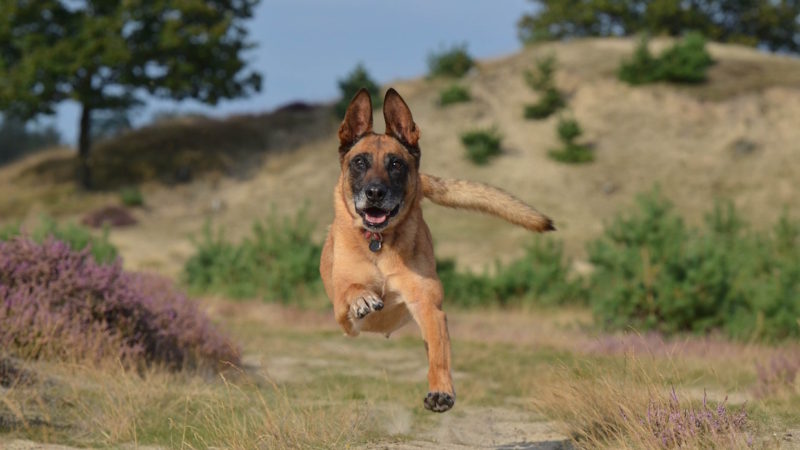 Dog running - Train Your Dog to be Your Running Mate - PAW5