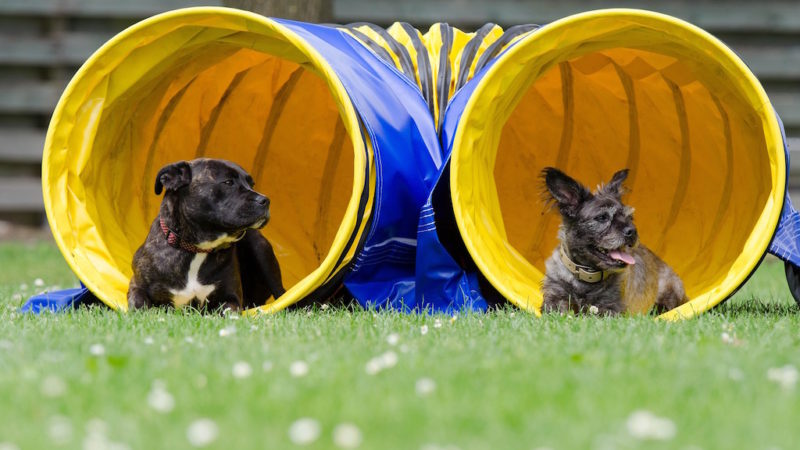 Two dogs playing - Which Dog Sport is Right For Your Pup? - PAW5