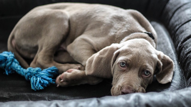 Resting dog - The Number One Way to Beat Your Dog’s Winter Blues - PAW5